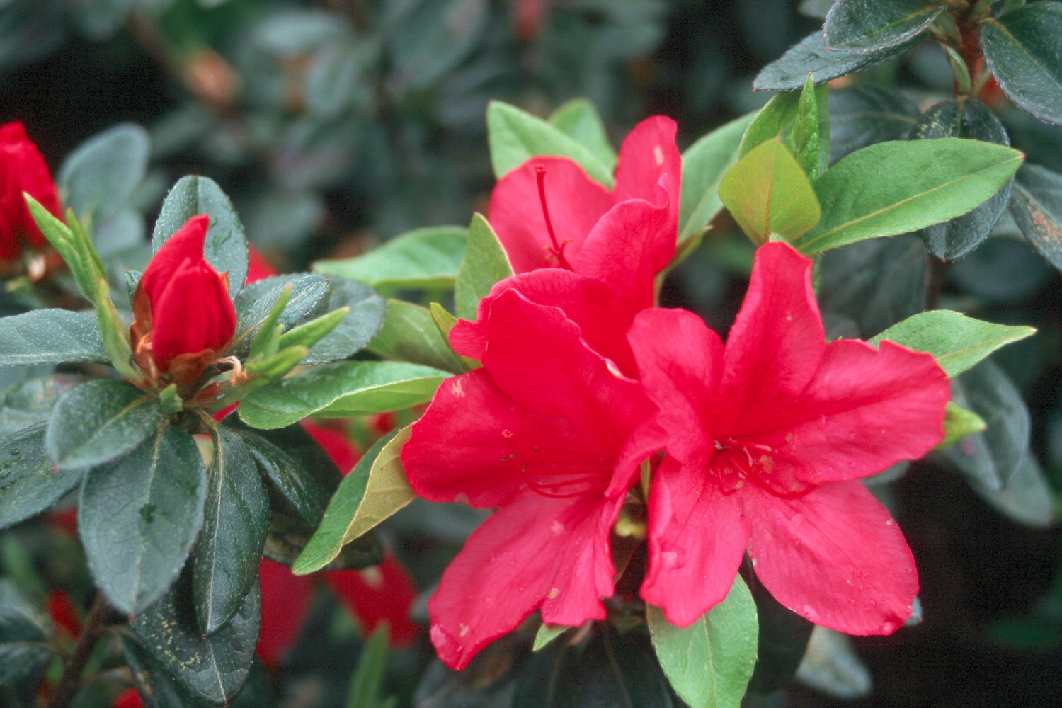 Online Plant Guide - Rhododendron Sunglow  Sunglow Azalea